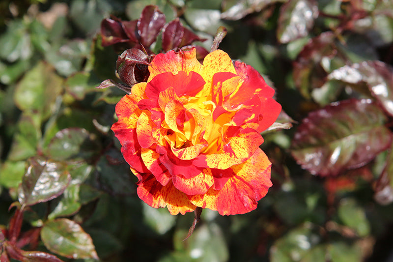 Rose-Chihuly On Std 10C