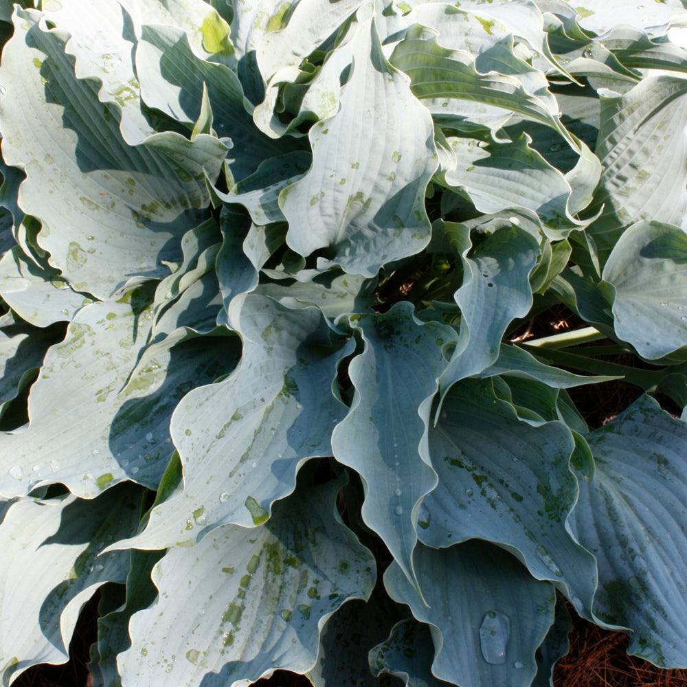 Hosta-Dancing with Dragons 1C