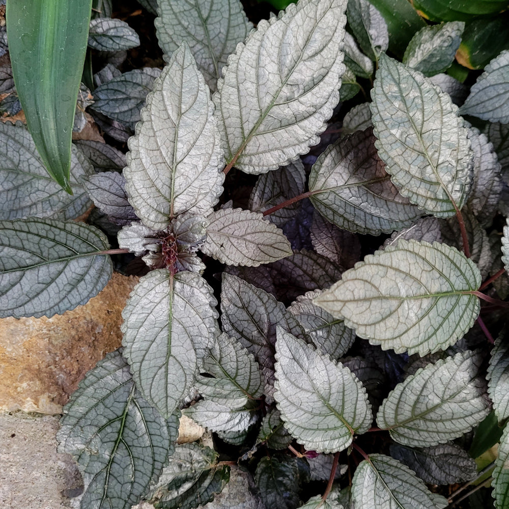 Hemigraphis-Purple Waffle 3.5"