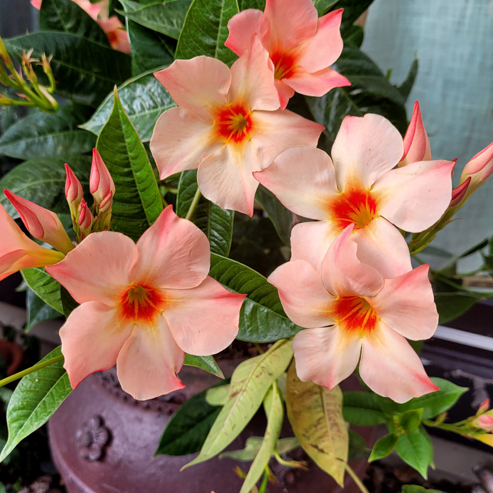 Mandevilla-Peach Giant Trellis 10"