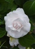 Impatiens-DB Glimmer White 4.3"