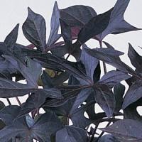 Ipomoea-Blackie 3.5"