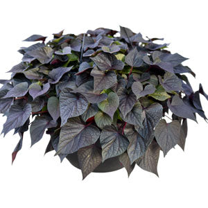 Ipomoea-FloraMia Cameo 3.5"