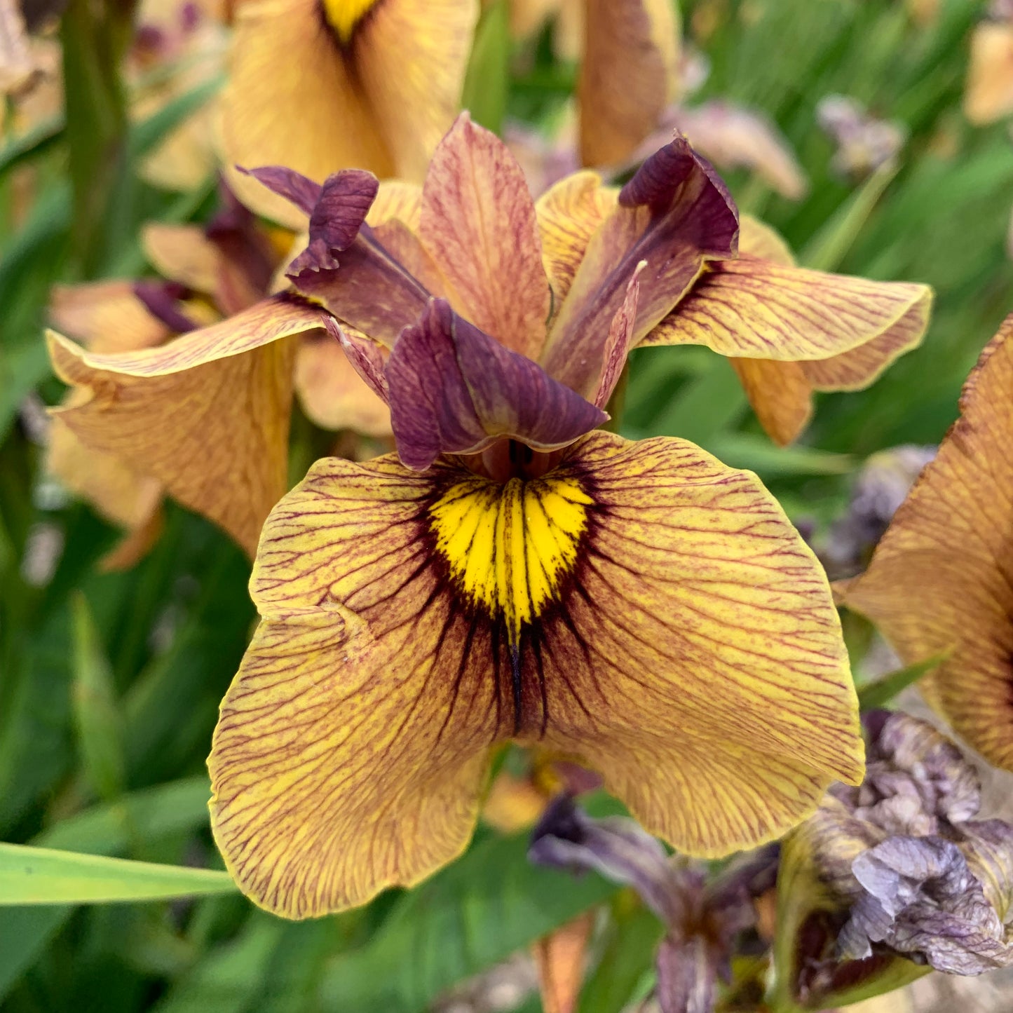 Iris-Yarai 1C
