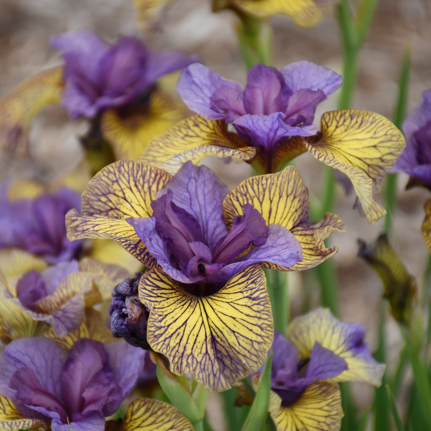Iris-Purring Tiger 1C