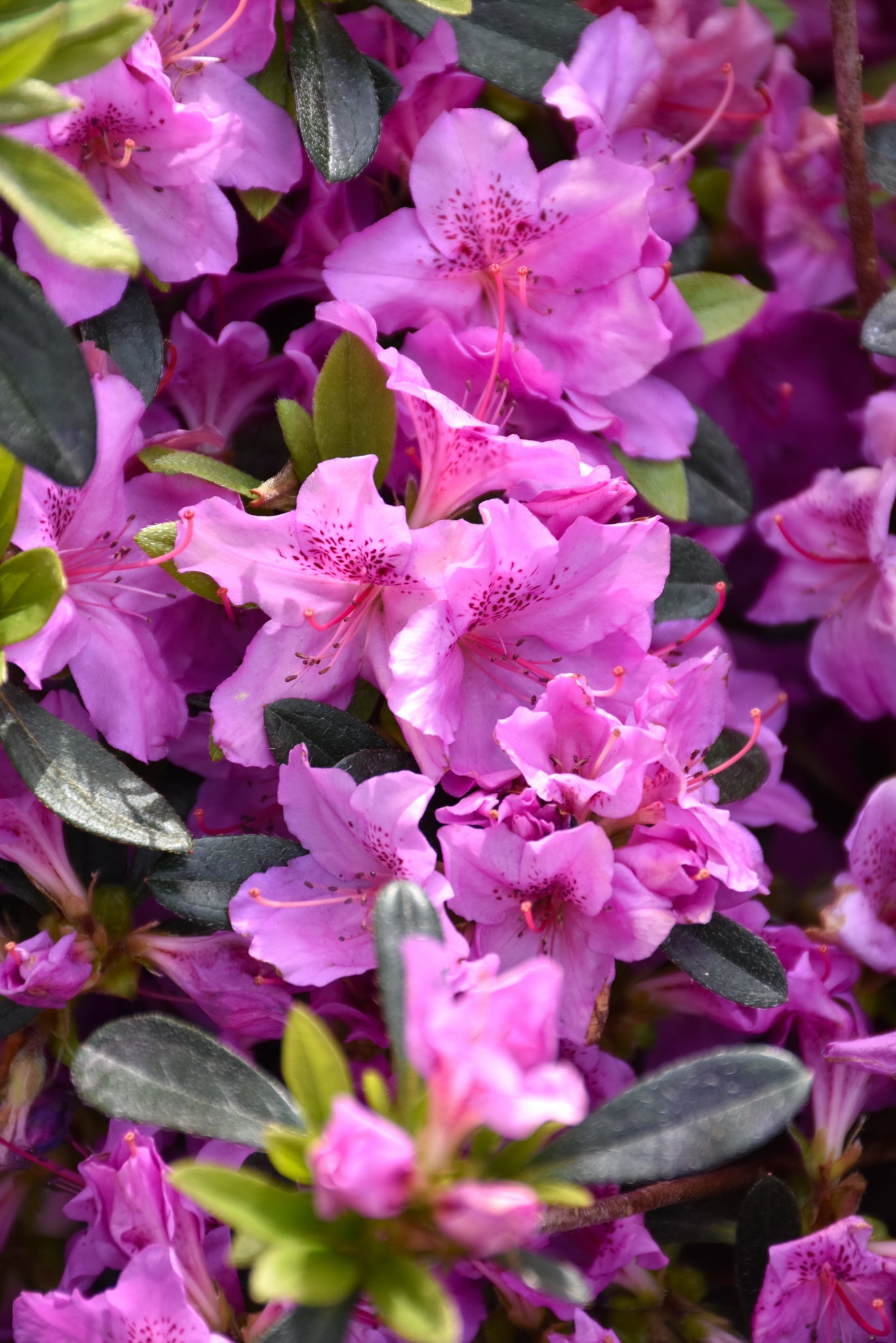Azalea-Karen 3C
