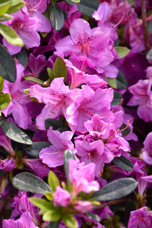 Azalea-Karen 3C