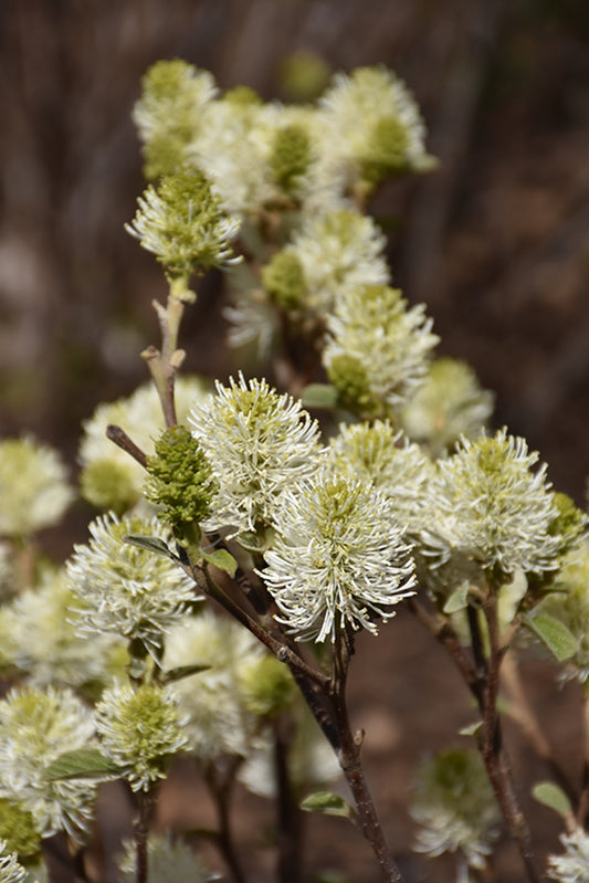 Fothergilla-Mount Airy 2C