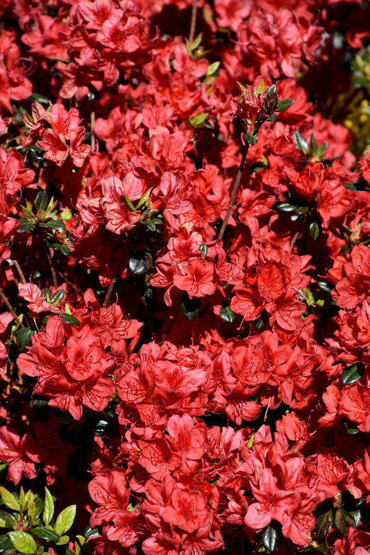 Azalea-Stewartstonian 3C