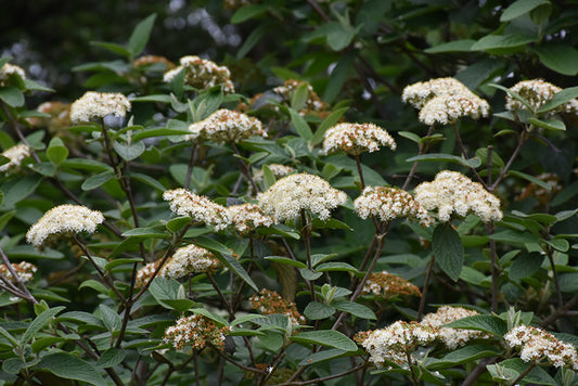 Viburnum-Alleghany 5CP