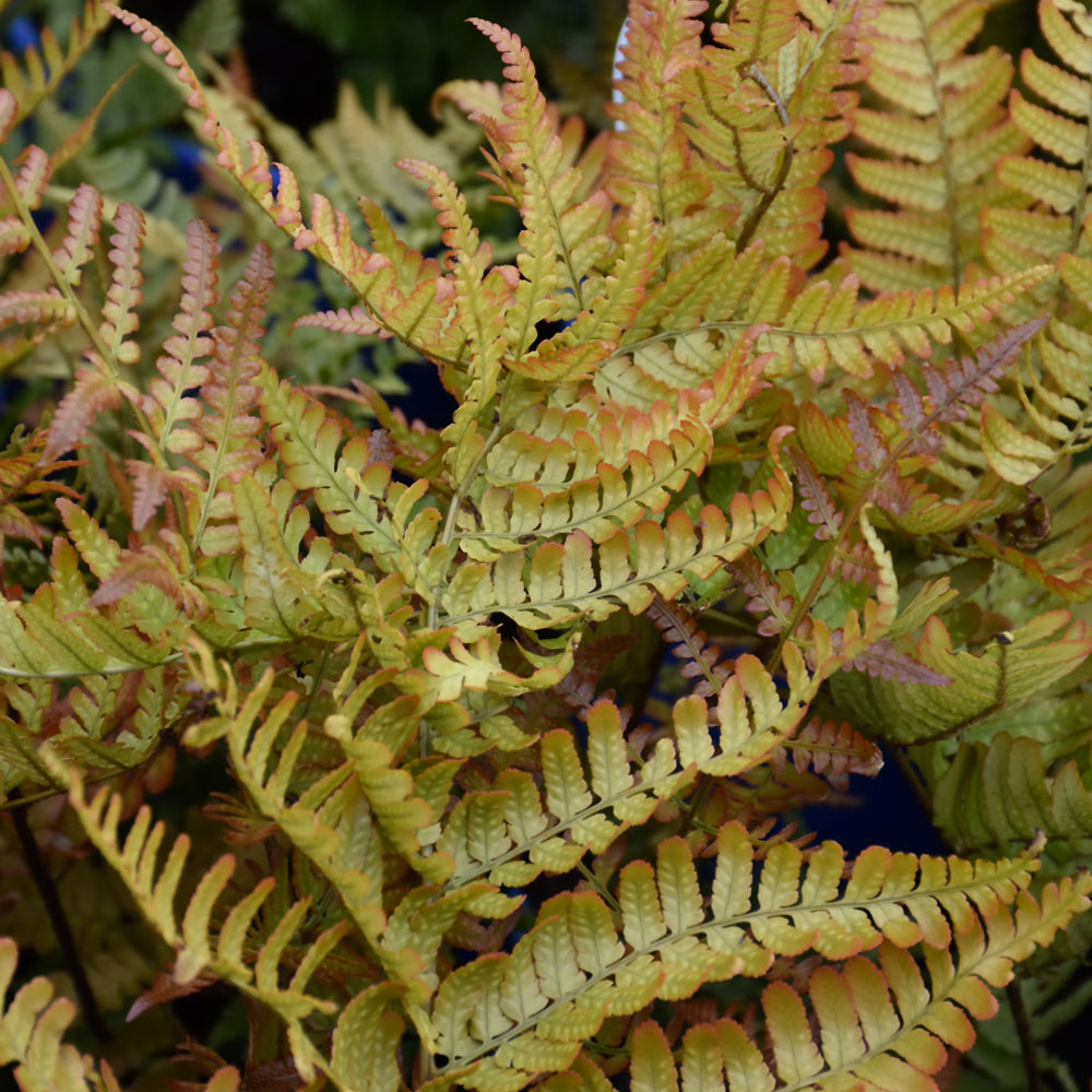 Fern-Brilliance 3C