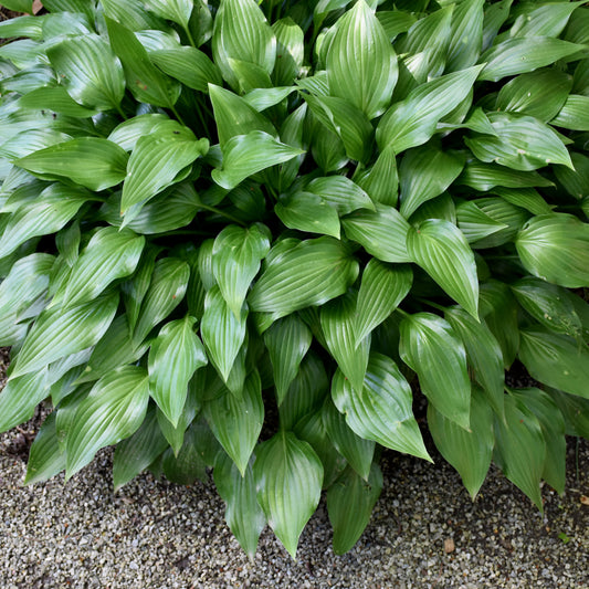 Hosta-Lancifolia 1C