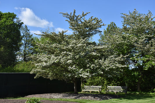 Hawthorn-WInter King 1.5" 20C