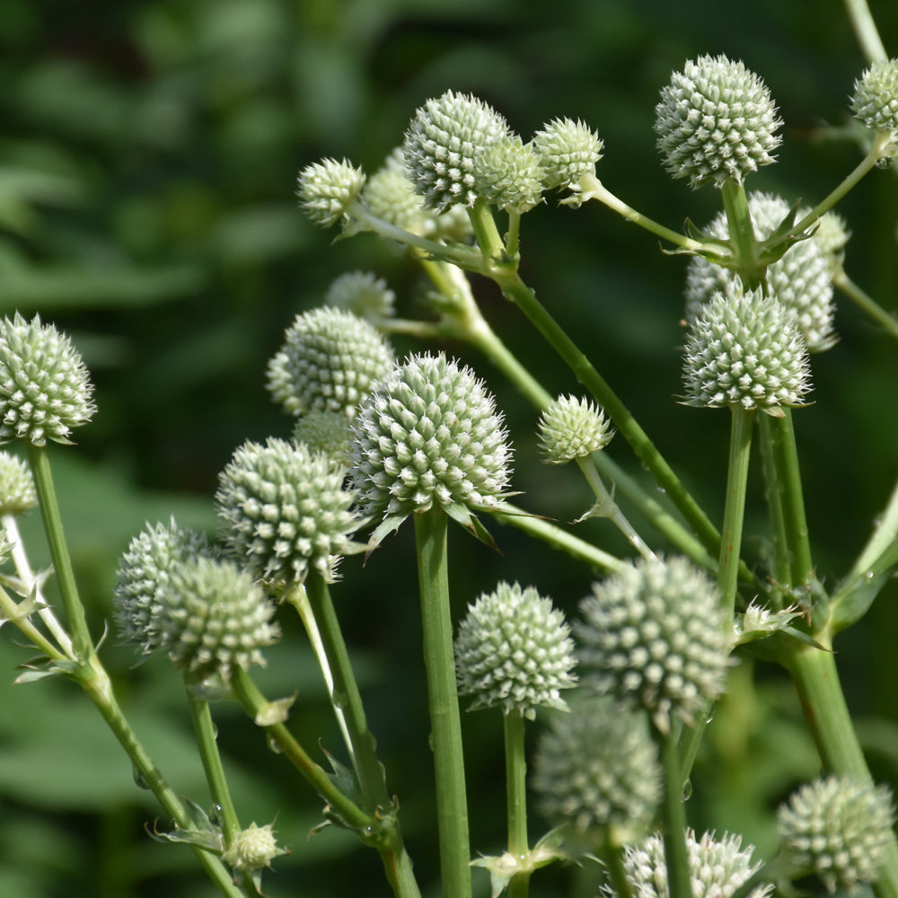 Eryngium-Yuccifolium 1C