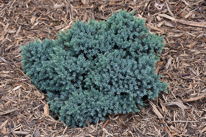 Juniper-Blue Star 2C