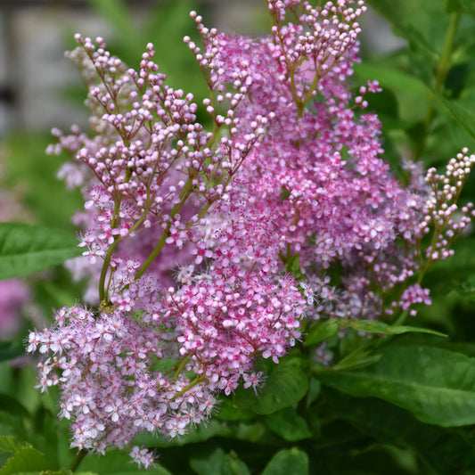Filipendula-Venusta 1C