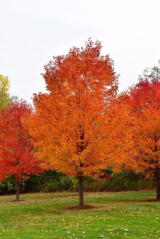 Maple-Commemoration 2.0"B