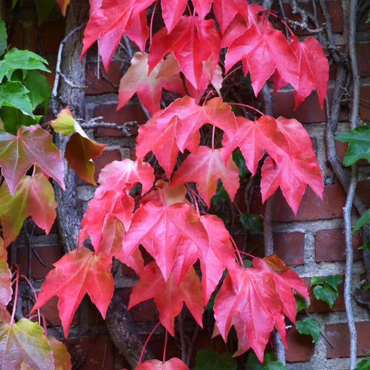 Ivy-Boston 1C