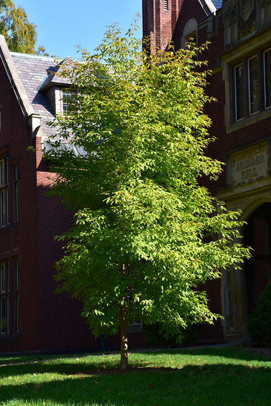 Maple-Triflorum 2.0"B