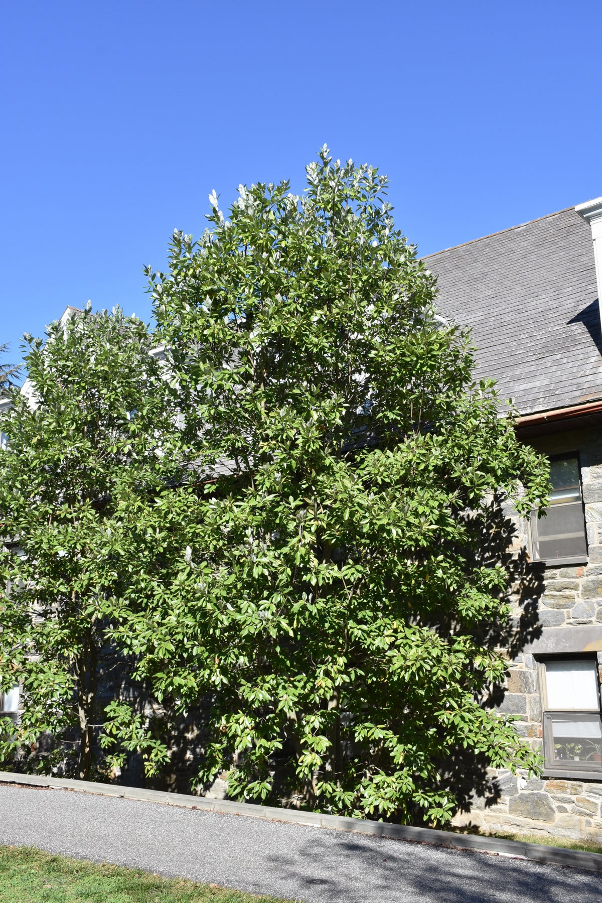 Magnolia-Moonglow 5-6'B