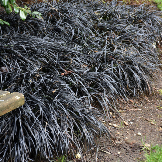 Grass-Black Mondo 1C