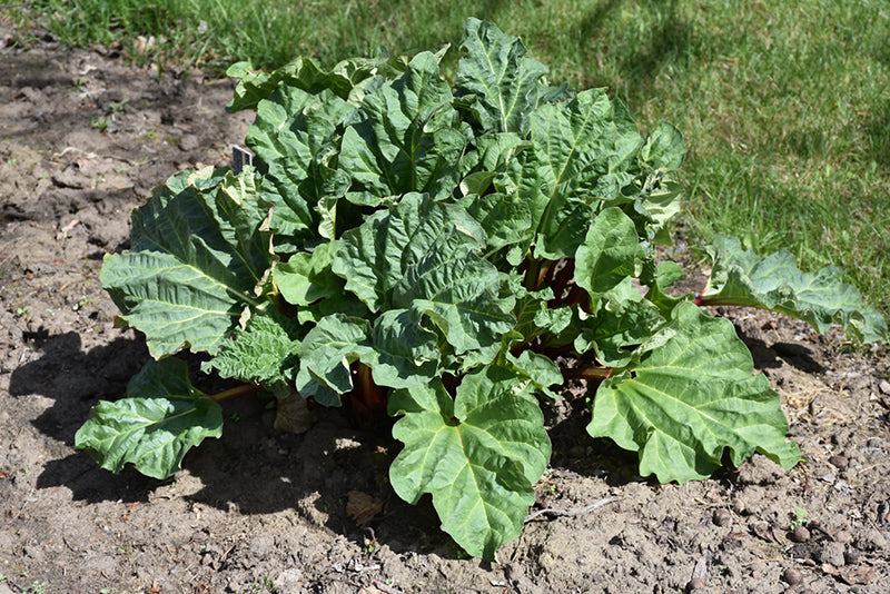 Rhubarb-Chipmans Canada Red 1C