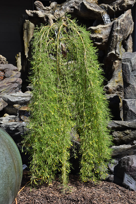 Siberian Peashrub-Walker Weeping 15" 5C