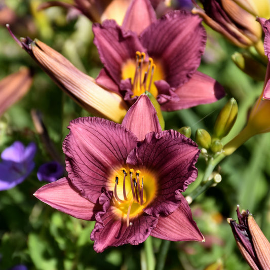 Daylily-Purple D'Oro 1C