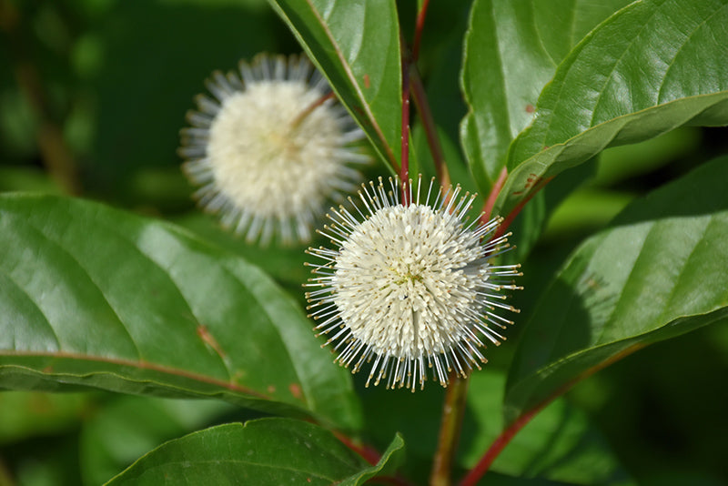 Buttonbush-Magical Moonlight 3C