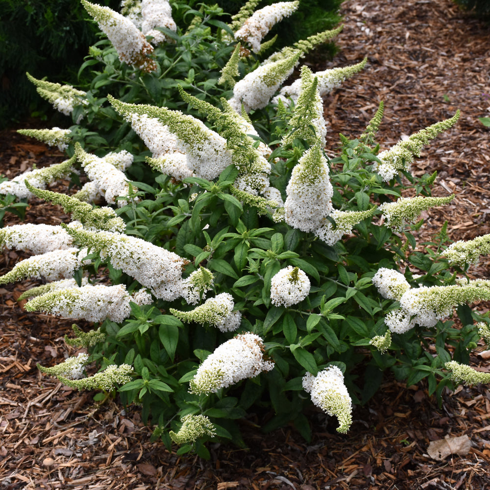 Buddleia-Pugster White 3C