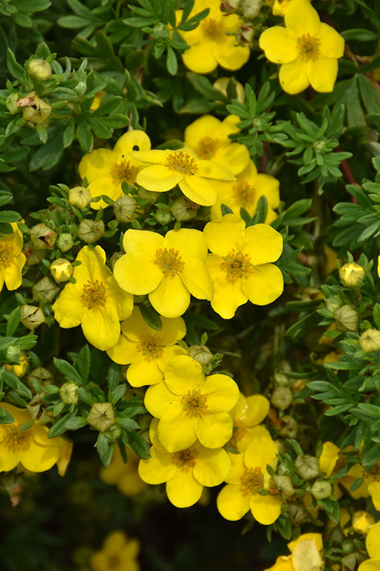 Potentilla-Happy Face Yellow 2C