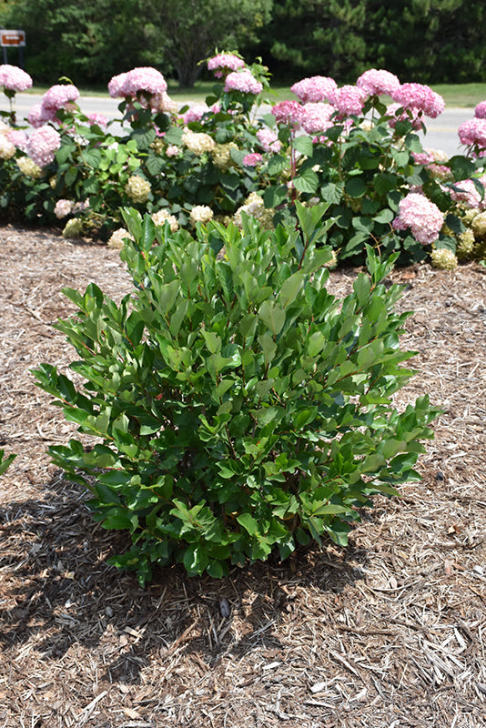 Chokeberry-Low Scape® Hedger 3C