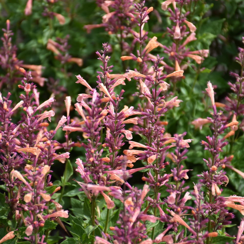 Agastache-Mango Tango 1C