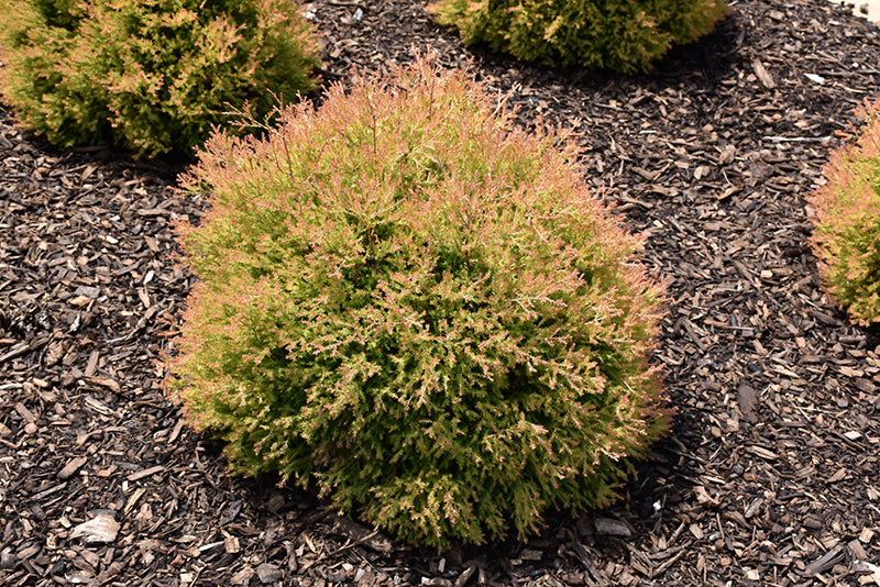 Arborvitae-Fire Chief 3C