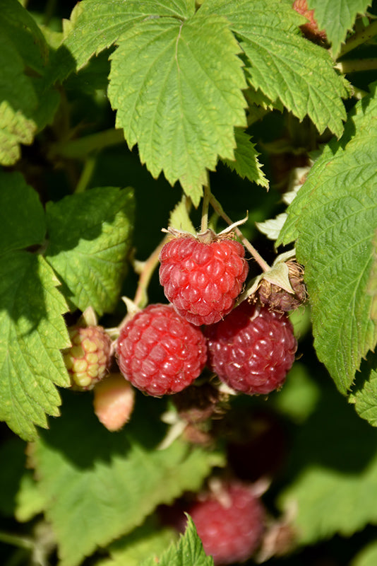 Raspberry-Killarney 1C