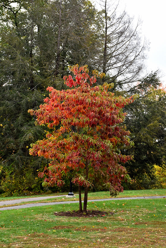 Sassafras-2.0"B