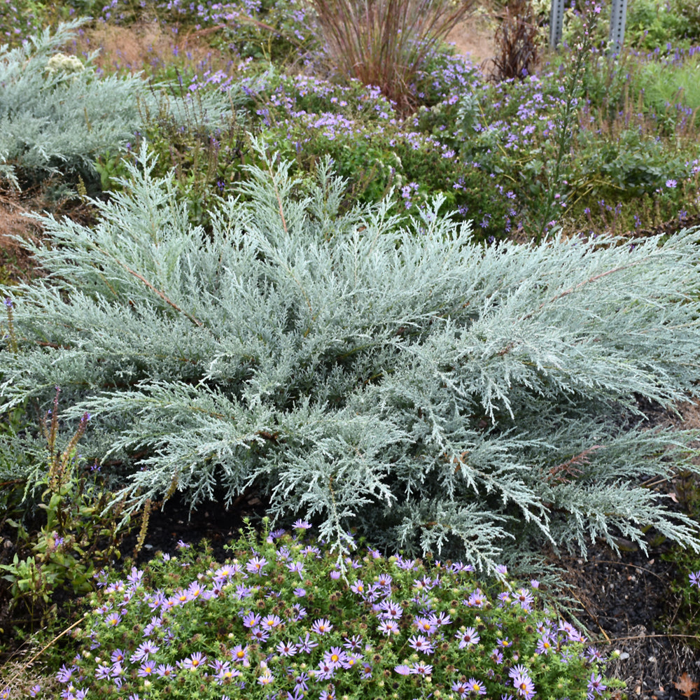 Juniper-Grey Owl 3C