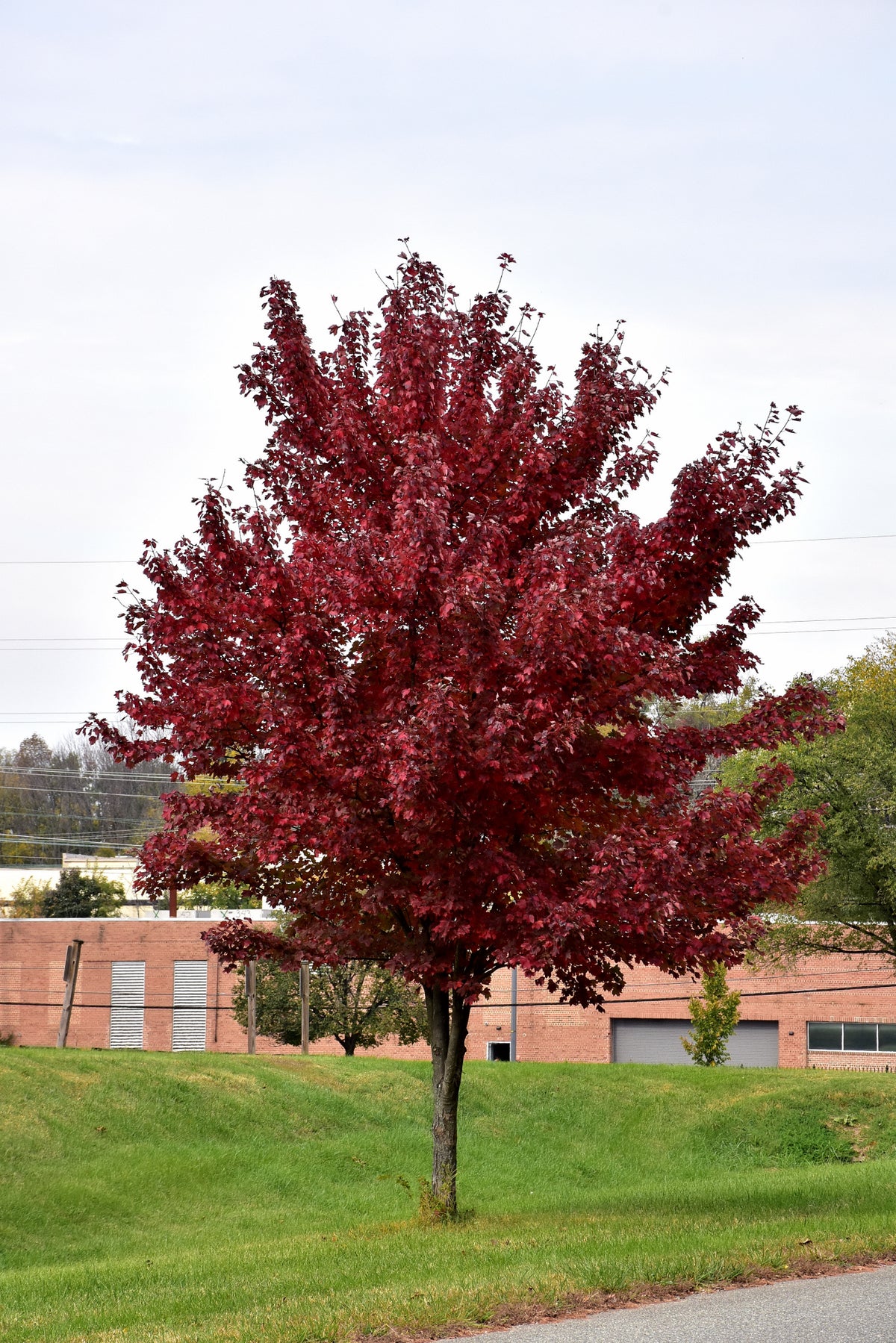 Maple-Brandywine 2.0"B