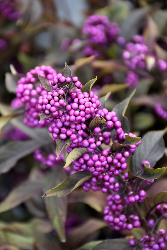 Beautyberry-Pearl Glam® 3C