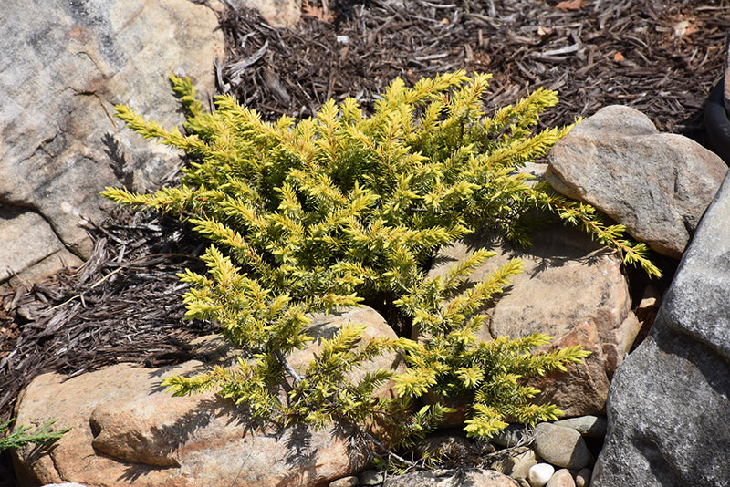 Juniper-Golden Carpet 2C