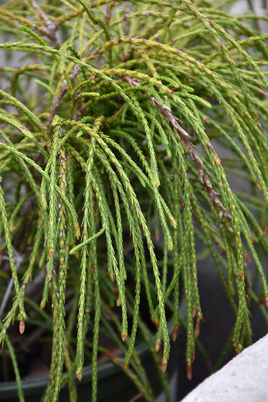 Arborvitae-Whipcord 3CP
