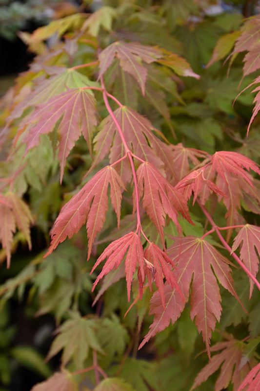 Maple-North Wind 15C