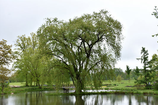 Willow-Golden Weeping 1.5"B