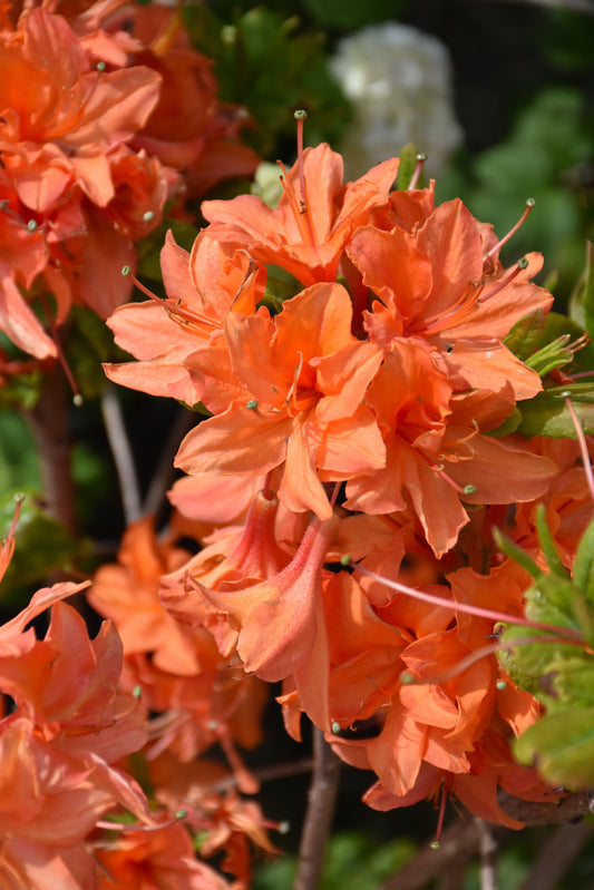 Azalea-Mandarin Lights 3C