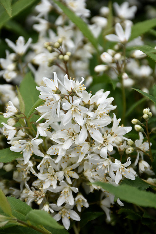 Deutzia-Yuki Snowflake® 2C