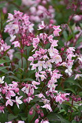 Deutzia-Yuki Cherry Blossom® 2C