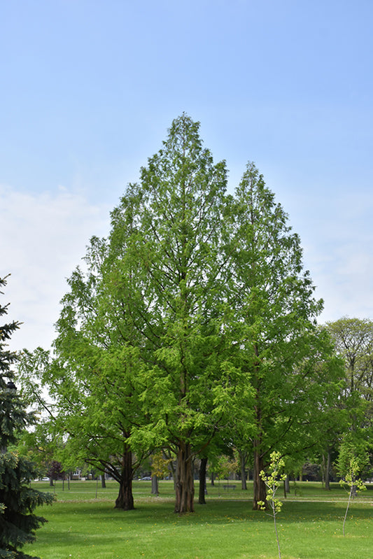 Cypress-Bald 2.0"B