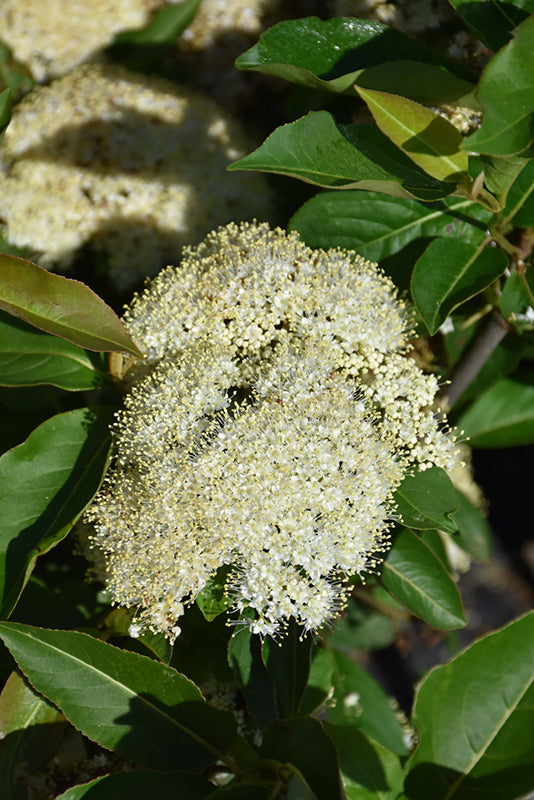 Viburnum-Lil Ditty® 5C