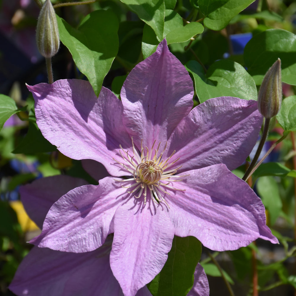 Clematis-Sally 1C