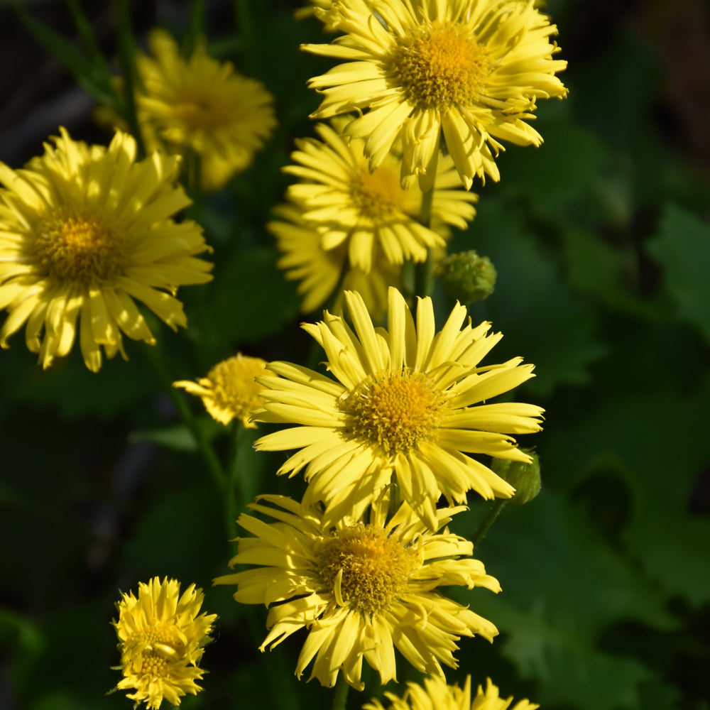 Doronicum-Little Leo 1C
